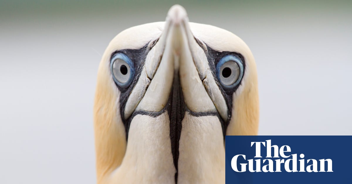 Bird flu causing ‘catastrophic’ fall in UK seabird numbers, conservationists warn | Bird flu