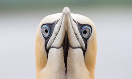 A gannet