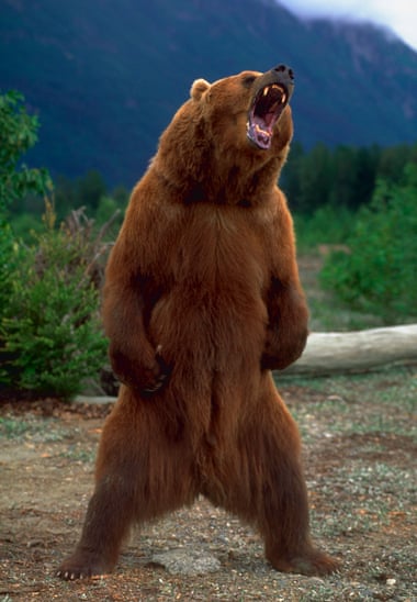 An Alaskan Brown Bear standing and growling