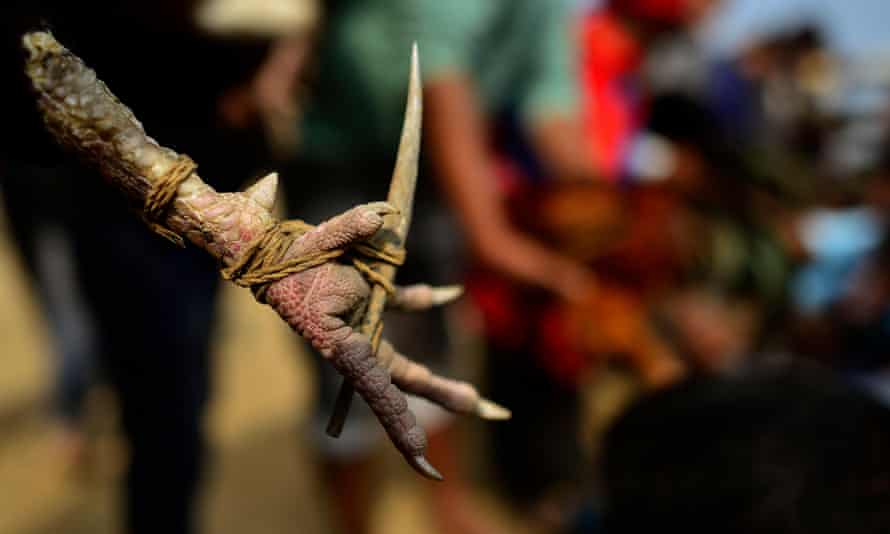 A blade toed on a cock ahead of a cockfight in India