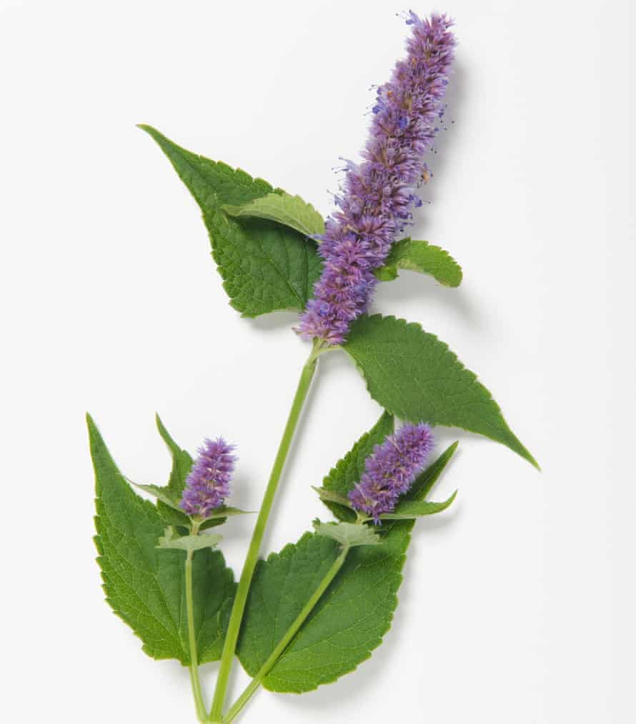 10 Herbs You Probably Haven T Heard Of But Should Be Growing Gardening Advice The Guardian 10 Herbs You Probably Haven T Heard Of But Should Be Growing Gardening Advice The Guardian
