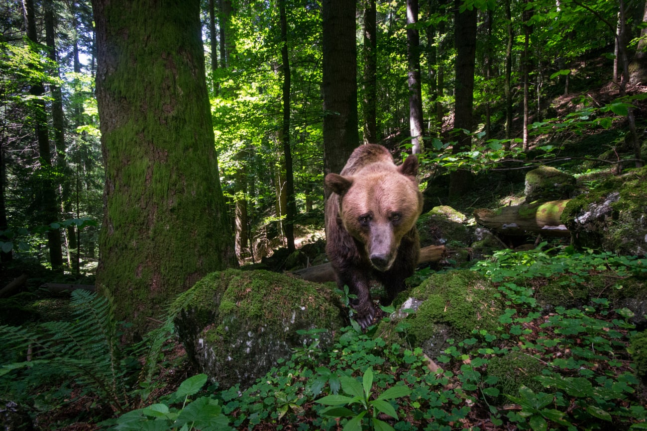A large female bear explores her natural habitat.