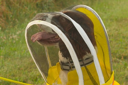 an English springer spaniel wearing a protective suit