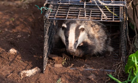 New research suggests badger culling could actually be making the problem of tuberculosis in cattle worse.