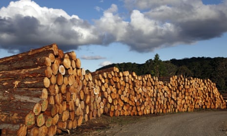Logs for export in a NSW timber yard
