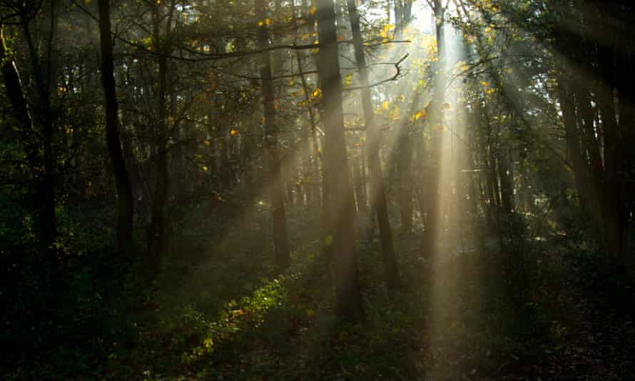 Sunlight filtering through trees, Harrogate