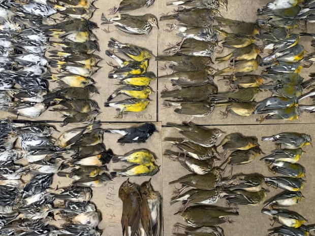 ‘Overwhelming’: hundreds of migrating birds die after crashing into NYC glass towers ‘Overwhelming’: hundreds of migrating birds die after crashing into NYC glass towers