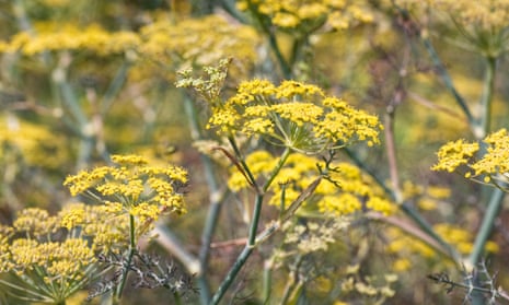 ‘Bronze fennel is irresistible to bees and hoverflies.’‘Bronze fennel is irresistible to bees and hoverflies.’