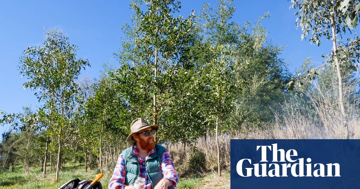 A tree a minute for 24 hours: the young Victorian forest that was planted in a day