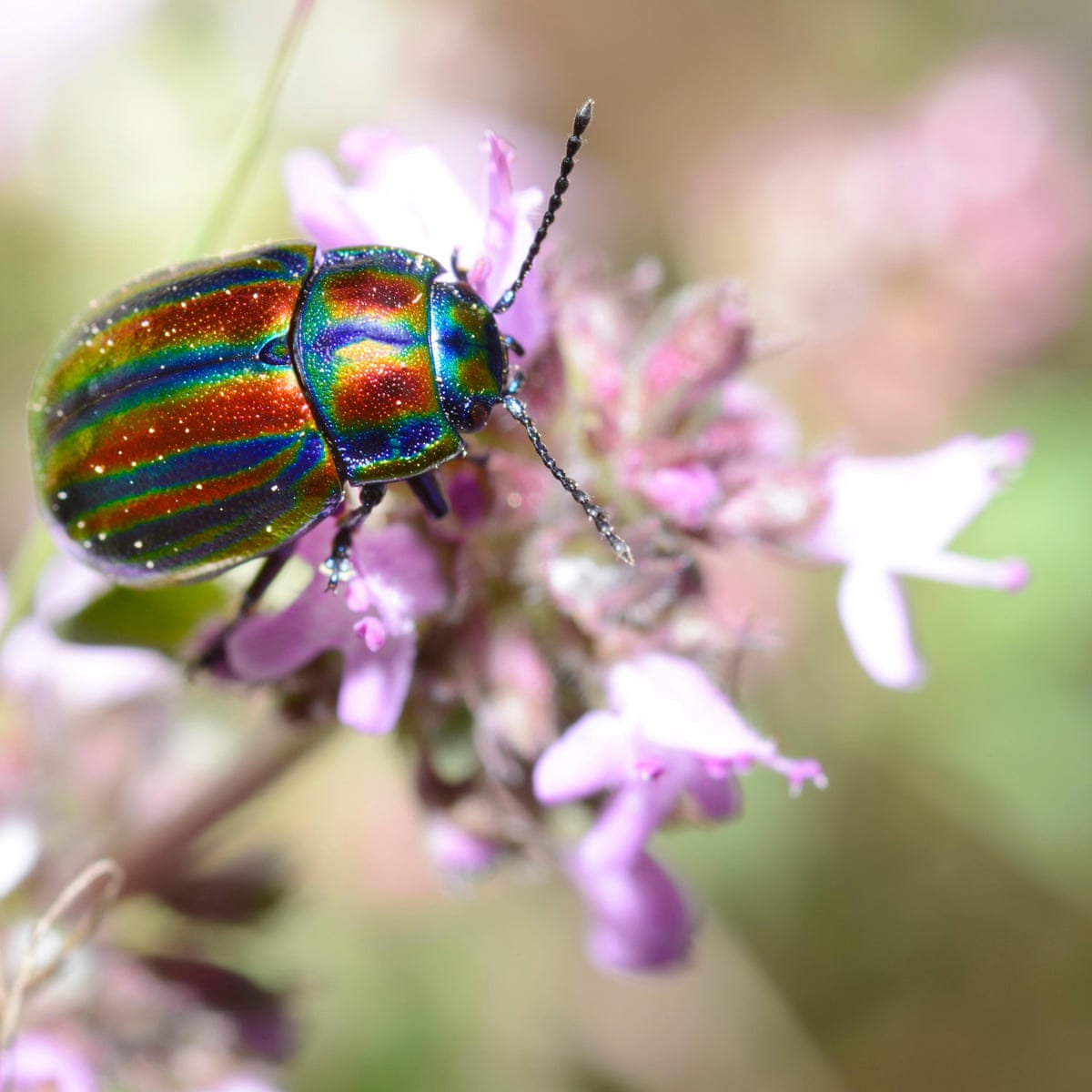 Most Beautiful Beetles