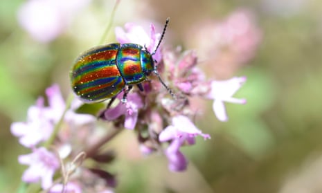 The rainbow leaf beetle is only found in one place in Britain. 