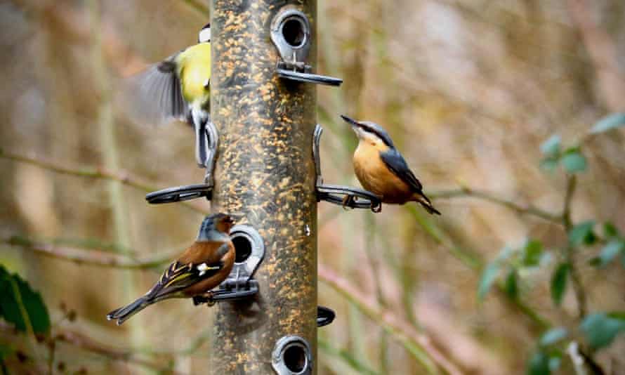 Country Diary The Gatherings At The Bird Feeder Are Anything But Random Birds The Guardian Country Diary The Gatherings At The Bird Feeder Are Anything But Random Birds The Guardian