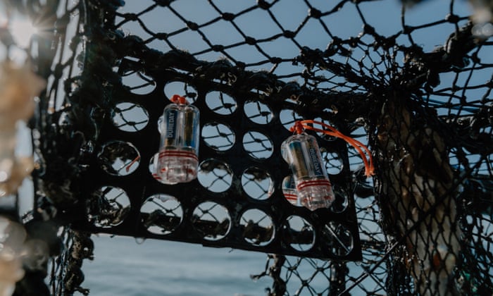 disco fishing net Collapsible they offer durability and ease of use Pot-Caught Scallops in Ireland: CatchCam