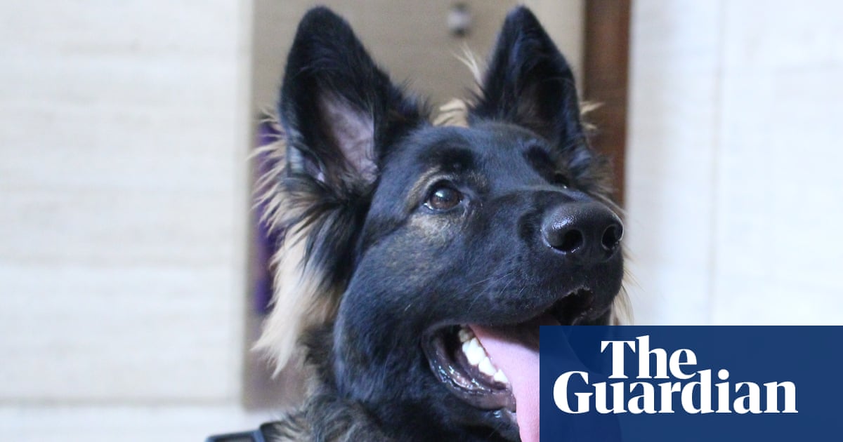 We needed a Hitler who really vibed with the dog': meet Lexie, the world's first cinemadographer