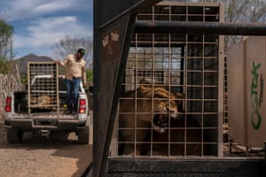 A lion sits in a cage waiting to be transported to Mazatlan, Sinaloa state, at the Ostok Sanctuary, on the outskirts of Culiacan, Sinaloa state, MexicoHundreds of animals including elephants, crocodiles, lions and tigers have been moved from a violence-torn Mexican cartel heartland to a new home in an operation described as a ‘21st-century Noah’s Ark’. Regular roadblocks and armed clashes in the region made it difficult for the sanctuary’s workers to keep the captive wildlife fed, another reason to relocate them. In total, about 700 animals were moved by road to a ranch on the coast