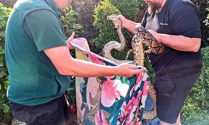 Hampshire man attacked by 11ft python that crept into his conservatory | UK news | The Guardian