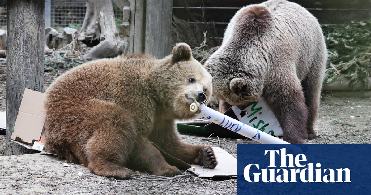 Bears eat week’s worth of honey after escape from Devon enclosure