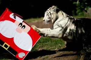 Romina the Bengal tiger rips open her gift at La Aurora zoo in Guatemala City, Guatemala. The festive parcel contains sweets, which she’s allowed only on special occasions