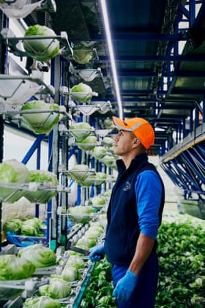 Lettuce Tesco Emli Bendixen 147