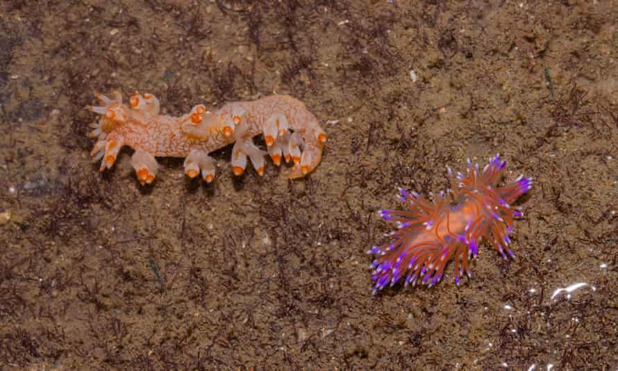 Limaces de mer nudibranches colorées.