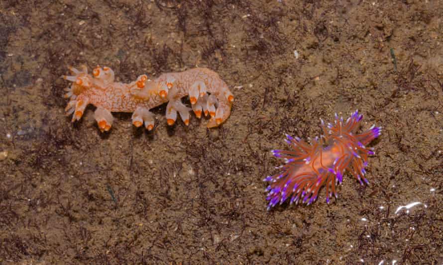 Limacși de mare nudibranchi colorați.