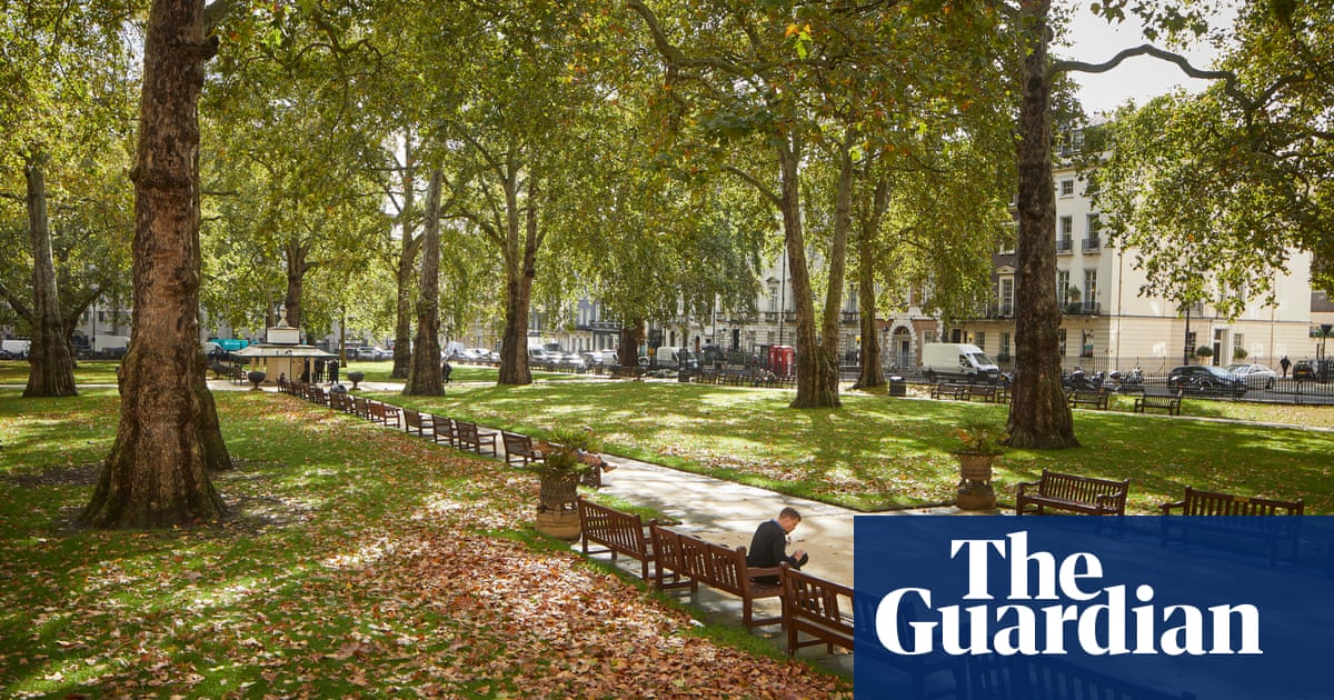 Weatherwatch: Why plane trees are cooler than you think