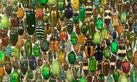 A display of beetles at the Montreal Insectarium, Quebec, Canada.