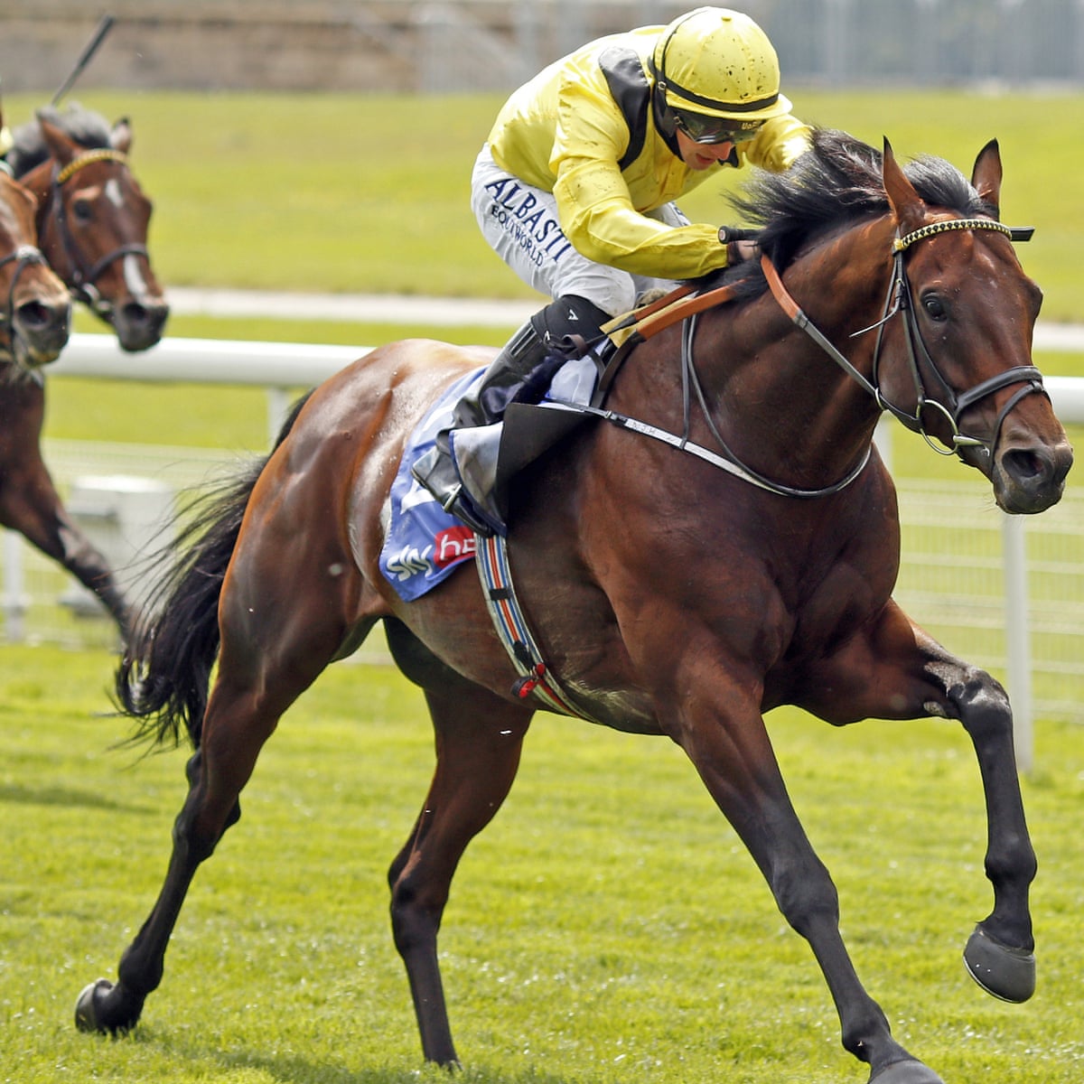 talking horses ilaraab can excel in ebor of bewildering possibilities horse racing the guardian