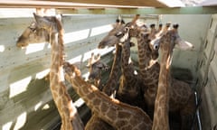 Angolan giraffe in the truck before being released into Iona national park