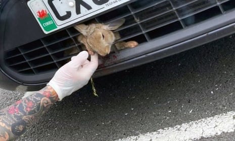 Rabbit in car grille