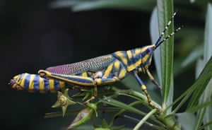 An Adimantus ornatissimus grasshopper rests on a tree near New Delhi