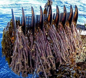 Rake used to harvest L. hyperborea The harvesting technique proposed by MBL is similar to that used in Norway for L. hyperborea. It comprises use of a comb-like harvesting head (3-4 m wide) that is situated within a curved frame . It is deployed from a vessel, and trawled through the kelp bed at approximately 0.5 m above the rock substrate at a speed of around 3 knots.