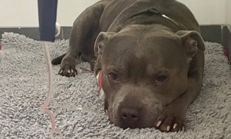 Hugo, a Staffordshire bull terrier from Plymouth, who had to undergo life-saving surgery after wolfing down six packets of Christmas chocolate coins. 