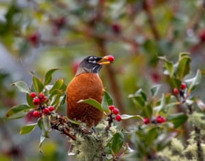 Um Robin americano se banqueteia com bagas de azevinho inglês em uma árvore perto de Elkton, no oeste rural de Oregon