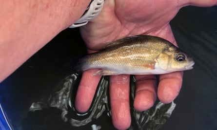 A Macquarie perch during a NSW Department of Primary Industries fish rescue at Mannus Creek