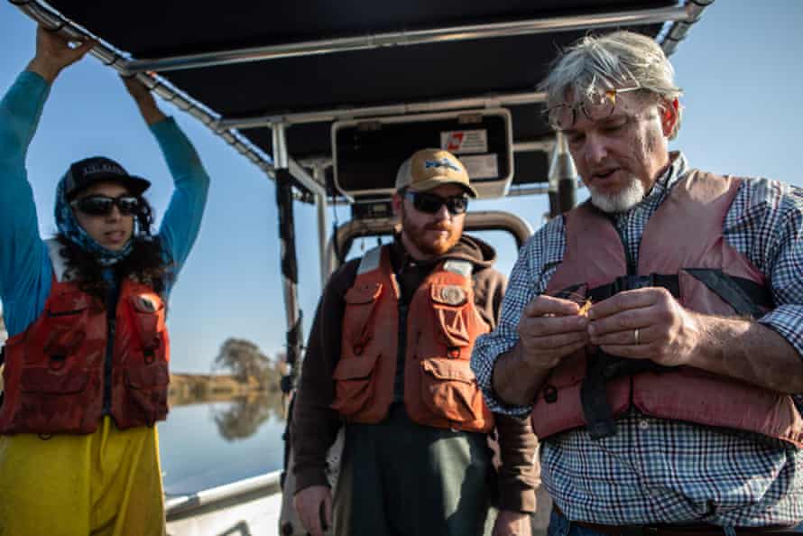 Research scientist John Durand, Chris Jasper, a graduate student in ecology, and Avery Kruger, a research specialist, check out a Mississippi grass shrimp.