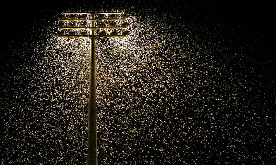 Moths swarm at night under light