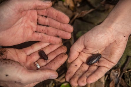 Close up of the Lord Howe Island cockroach in the palms of two hands