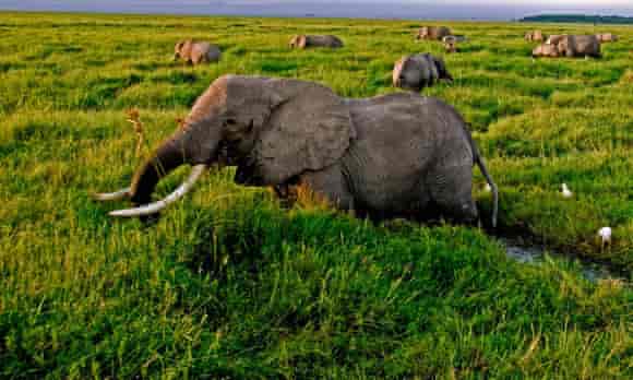 Elephants in Amboseli national park, Kenya.