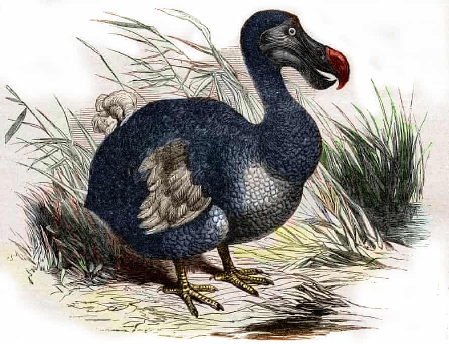 An engraved drawing of a dodo, with black feathers and red-tipped beak