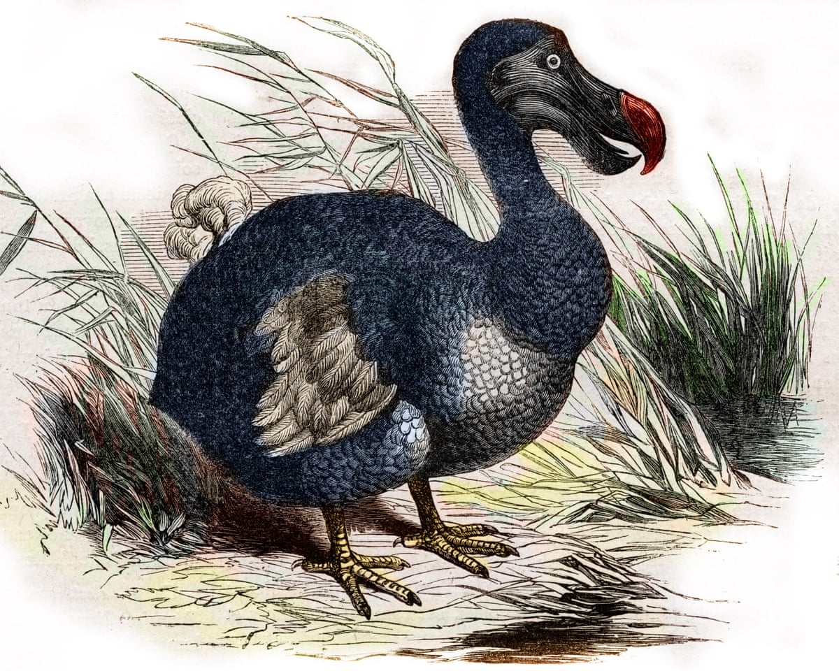 Scientists claim they've made 'pivotal step' in bringing back the dodo for first time in 300 years | Science | The Guardian