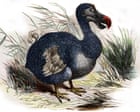 Il Ritorno del Dodo: Una Possibilità Concreta o un Sogno Irrealizzabile?