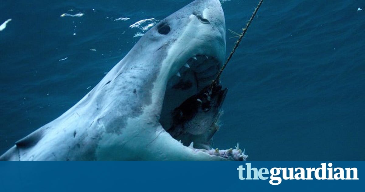 Watch Empire Of The Sharks Online Hollywoodreporter Watch Empire Of The Sharks Online Hollywoodreporter