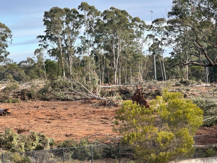 Koala deaths almost double in housing developments in south-western Sydney, data shows Land cleared in Appin for a housing development. Conservation groups say five underpasses on Appin Road are needed to protect koalas.Photograph: Stephanie Carrick