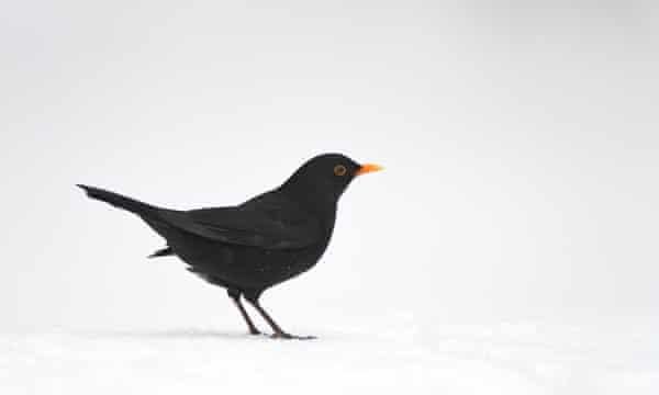 Blackbird in the snow