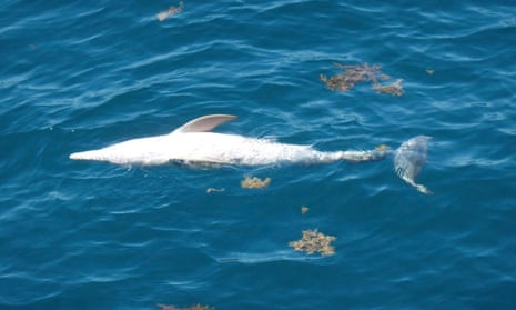 A Santos whistleblower was shocked when the company claimed the oil spill  that killed dolphins in Western Australia caused only ‘negligible’ harm.