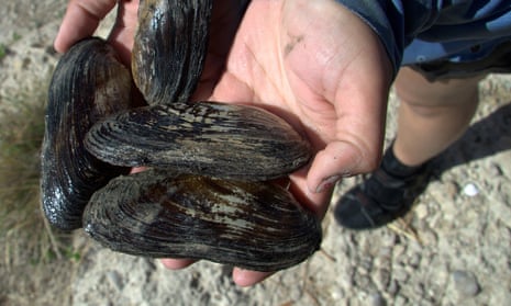 The Texas hornshell mussel, which saw its protections delayed for months seemingly at the behest of fossil-fuel industry groups.