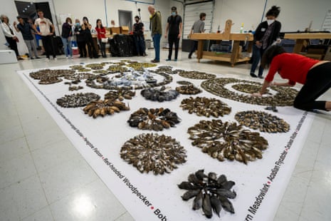 Dead birds laid out in circular patterns on a white sheet