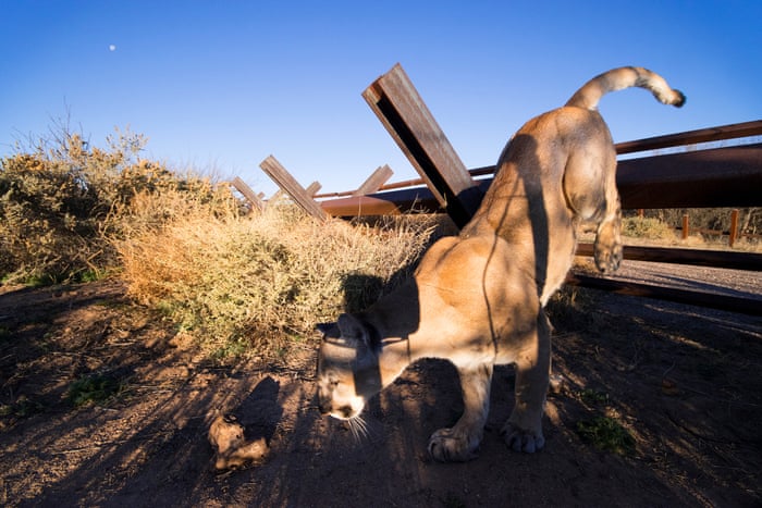 Wall of the wild: animals on the US-Mexico border – in pictures |  Environment | The Guardian