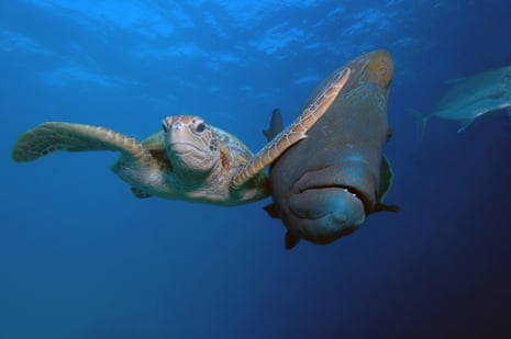 An underwater shot of a turtle appearing to slap a large fish with its flipper
